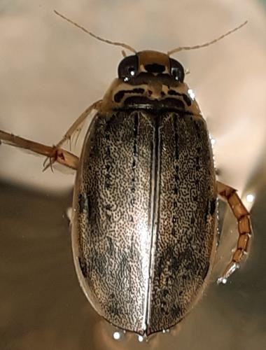 Eretes griseus